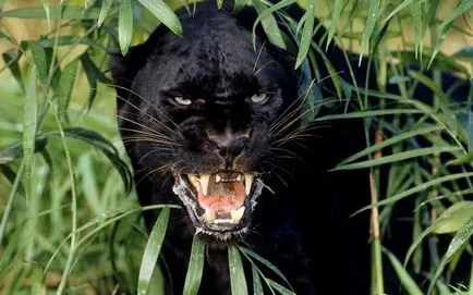 Panther - frumusețe elegantă de pradă - ailurophile - grădină zoologică - Editura - line de viață