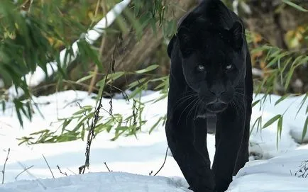 Panther - frumusețe elegantă de pradă - ailurophile - grădină zoologică - Editura - line de viață