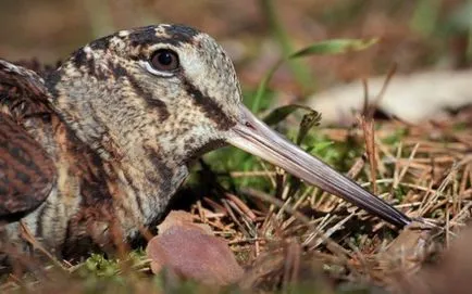 Woodcock de vânătoare în primăvara și toamna pe tija, o momeală, cu câini, pe murdăria