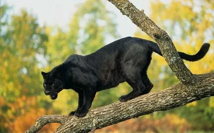 Panther - frumusețe elegantă de pradă - ailurophile - grădină zoologică - Editura - line de viață