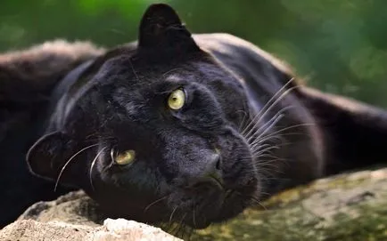 Panther - frumusețe elegantă de pradă - ailurophile - grădină zoologică - Editura - line de viață