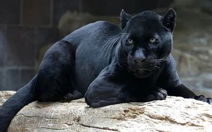 Panther - frumusețe elegantă de pradă - ailurophile - grădină zoologică - Editura - line de viață