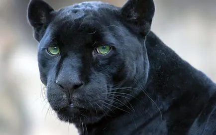 Panther - frumusețe elegantă de pradă - ailurophile - grădină zoologică - Editura - line de viață