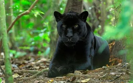 Panther - frumusețe elegantă de pradă - ailurophile - grădină zoologică - Editura - line de viață