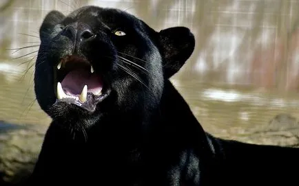 Panther - elegáns szépség ragadozó - ailurophile - állatsimogató - Kiadó - élet üzletág