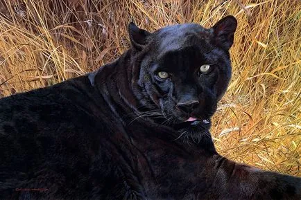 Panther - frumusețe elegantă de pradă - ailurophile - grădină zoologică - Editura - line de viață