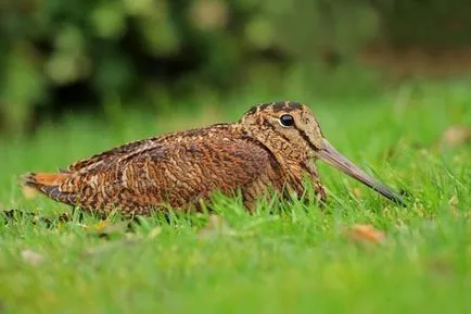 Woodcock de vânătoare în primăvara și toamna pe tija, o momeală, cu câini, pe murdăria