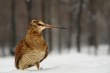 Woodcock de vânătoare în primăvara și toamna pe tija, o momeală, cu câini, pe murdăria