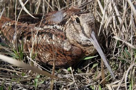 Woodcock de vânătoare în primăvara și toamna pe tija, o momeală, cu câini, pe murdăria