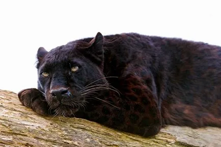 Panther - frumusețe elegantă de pradă - ailurophile - grădină zoologică - Editura - line de viață