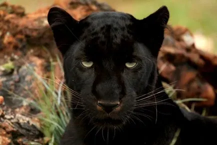 Panther - елегантна красота на плячка - ailurophile - зоологическа градина - Издател - животът линия