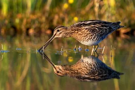 Woodcock de vânătoare în primăvara și toamna pe tija, o momeală, cu câini, pe murdăria