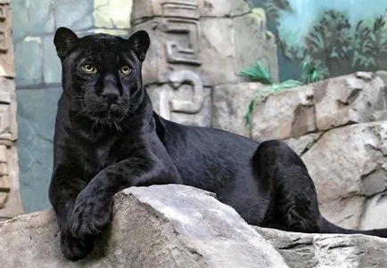 Panther - frumusețe elegantă de pradă - ailurophile - grădină zoologică - Editura - line de viață