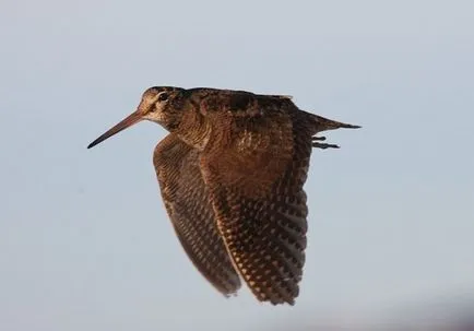 Woodcock de vânătoare în primăvara și toamna pe tija, o momeală, cu câini, pe murdăria