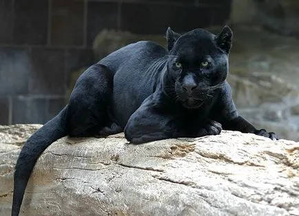 Panther - frumusețe elegantă de pradă - ailurophile - grădină zoologică - Editura - line de viață