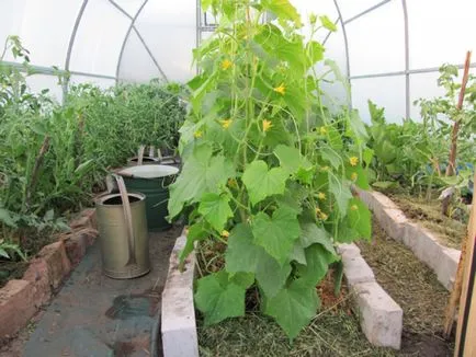 Оранжерии за парникови краставици снимки и видео, правилният пергола през май, малко открит терен,