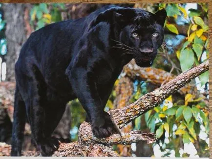 Panther - elegáns szépség ragadozó - ailurophile - állatsimogató - Kiadó - élet üzletág