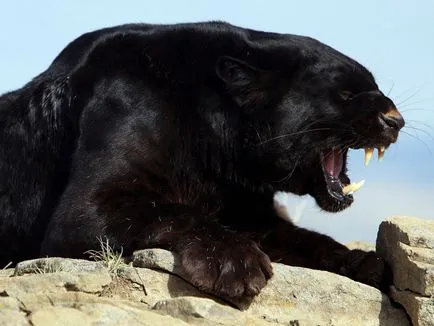 Panther - frumusețe elegantă de pradă - ailurophile - grădină zoologică - Editura - line de viață