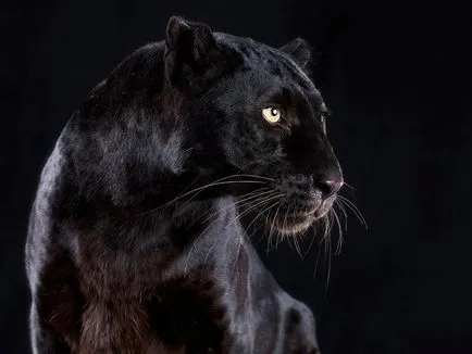 Panther - frumusețe elegantă de pradă - ailurophile - grădină zoologică - Editura - line de viață