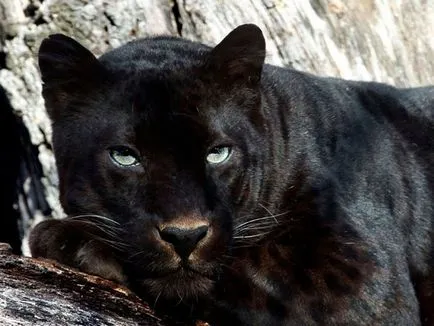 Panther - frumusețe elegantă de pradă - ailurophile - grădină zoologică - Editura - line de viață