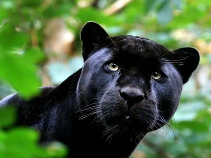 Panther - frumusețe elegantă de pradă - ailurophile - grădină zoologică - Editura - line de viață