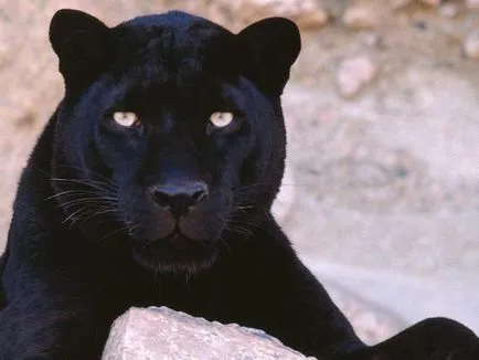 Panther - elegáns szépség ragadozó - ailurophile - állatsimogató - Kiadó - élet üzletág