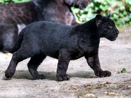 Panther - elegáns szépség ragadozó - ailurophile - állatsimogató - Kiadó - élet üzletág