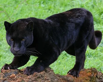 Panther - frumusețe elegantă de pradă - ailurophile - grădină zoologică - Editura - line de viață