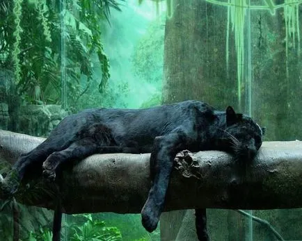 Panther - elegáns szépség ragadozó - ailurophile - állatsimogató - Kiadó - élet üzletág