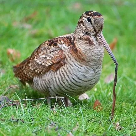 Woodcock de vânătoare în primăvara și toamna pe tija, o momeală, cu câini, pe murdăria