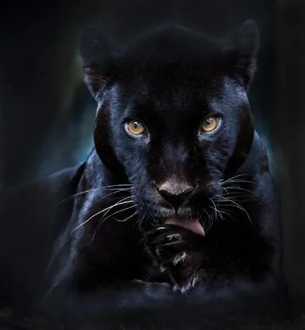 Panther - frumusețe elegantă de pradă - ailurophile - grădină zoologică - Editura - line de viață