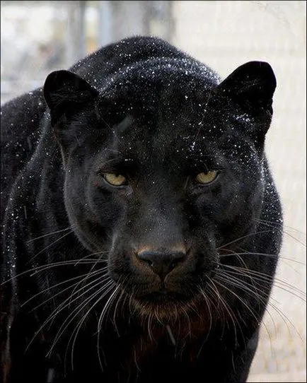 Panther - елегантна красота на плячка - ailurophile - зоологическа градина - Издател - животът линия