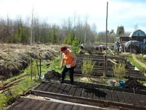 Магданоз, отколкото да се хранят, расте градина!