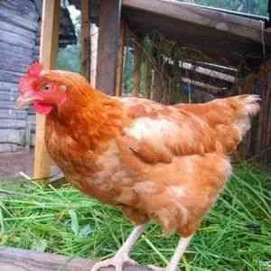 Перо червеи от кокошки, лекувани - домашните птици за разплод -ако () - endif - Статии Directory - развитие