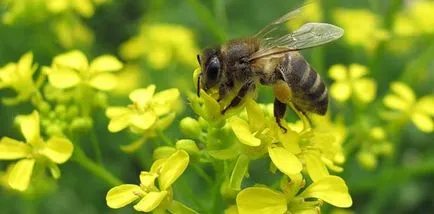 Bee pollen gyerekek