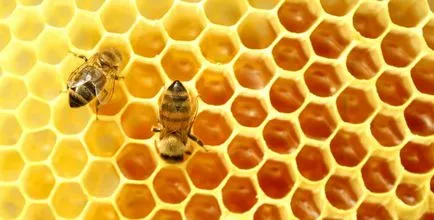 Пчелен восък - ползи и вреди