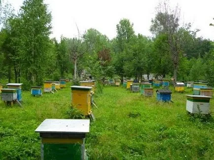 Méhészeti kezdőknek fő titkait elhelyezése és elrendezése a méhészet, top méz