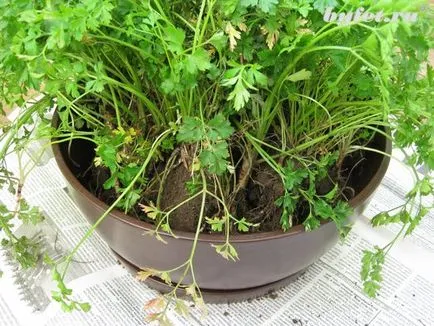 Patrunjelul Balcon cultivarea 3 întruchipare