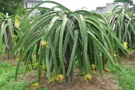 Sau Pitahaya Dragon fotografie fructe, proprietăți utile, gust