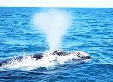 Защо кит бие фонтан детска енциклопедия