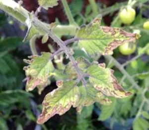 De ce frunzele se tomatele galbene, ia în considerare motivele pentru frunzele îngălbenirea roșii în seră și în aer liber