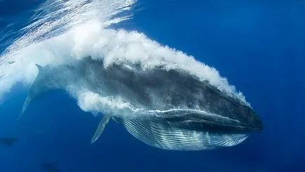 fântâni De ce balene spouted (5 poze)