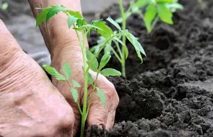 De ce frunzele se tomatele galbene, ia în considerare motivele pentru frunzele îngălbenirea roșii în seră și în aer liber