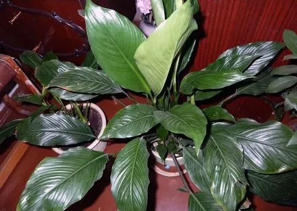 De ce nu flori Spathiphyllum la fotografii de acasă, video