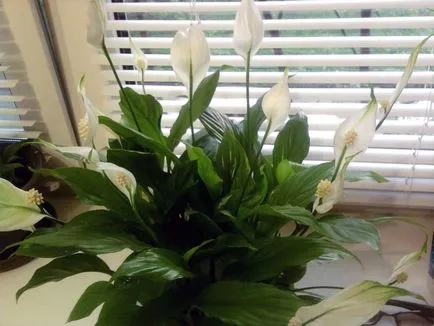 De ce nu flori Spathiphyllum la fotografii de acasă, video