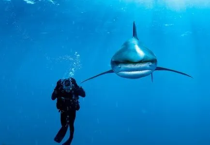 Víz alatti halászat a cápák a legmerészebb