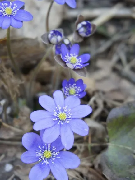 Hóvirág - Spring öröm - SNT - biológus - Kupavna