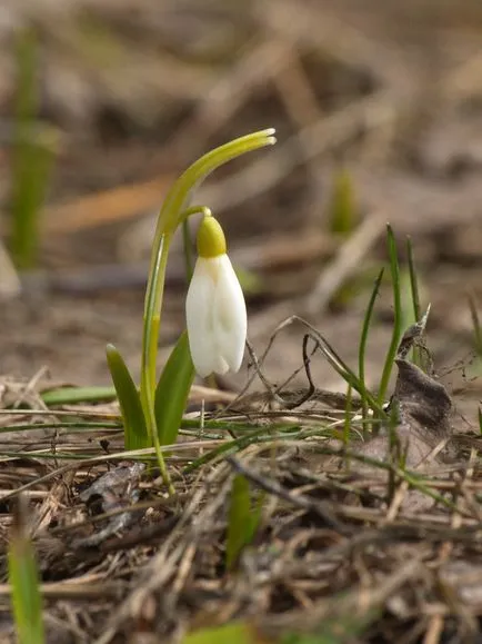 Hóvirág - Spring öröm - SNT - biológus - Kupavna