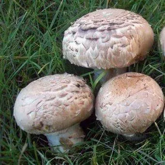 Avantaje și prejudicii de ciuperci stridie - stridii miceliu de ciuperci pentru a cumpăra, livrare în România