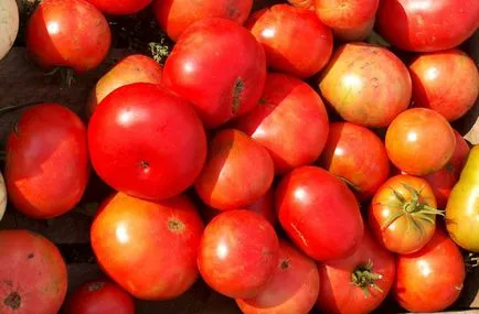 Tomate legume, Pomidor ovoshh, enciclopedie de fructe și legume din lume